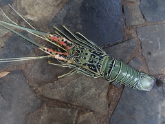 Panulirus versicolor