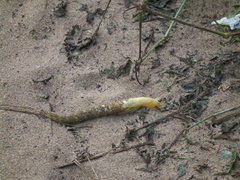 Elisolimax flavescens
