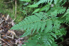 Acystopteris tenuisecta