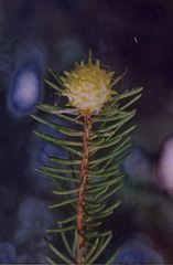 Adelges abietis