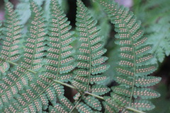 Acystopteris tenuisecta