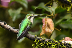 Chlorostilbon melanorhynchus