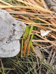 Dichromorpha elegans
