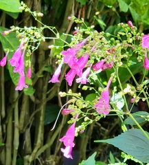 Strobilanthes hamiltoniana