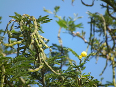 Vachellia natalitia