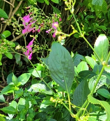 Strobilanthes hamiltoniana