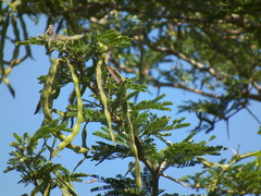 Vachellia natalitia