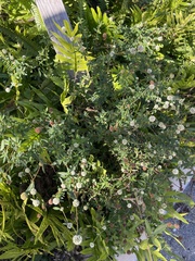 Spermacoce verticillata