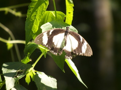 Papilio dardanus