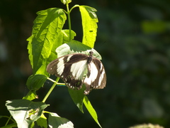 Papilio dardanus