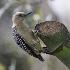 Melanerpes hoffmannii