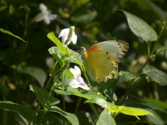 Belenois thysa thysa