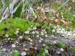 Cladonia chlorophaea