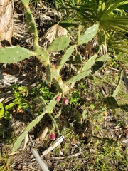 Opuntia austrina