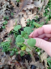 Lamium