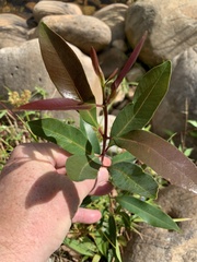 Syzygium australe