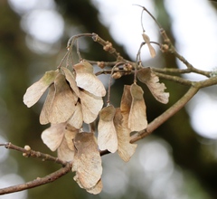 Acer pseudoplatanus