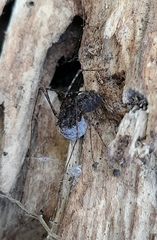Scytodes globula