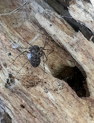 Scytodes globula