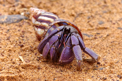 Coenobita violascens