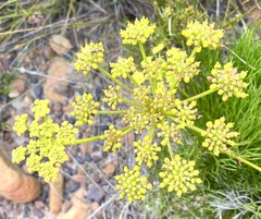 Nanobubon strictum