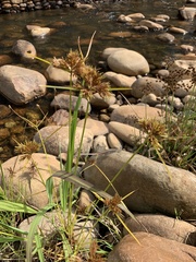 Cyperus polystachyos polystachyos