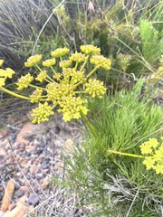 Nanobubon strictum