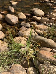 Cyperus polystachyos polystachyos