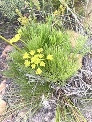 Nanobubon strictum