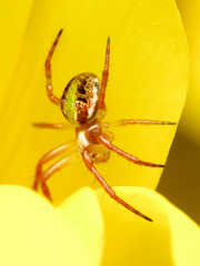 Novaranea queribunda