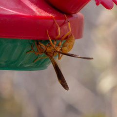 Polistes flavus