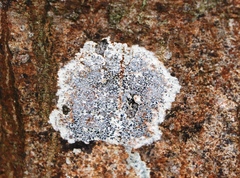 Arthonia radiata