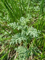 Artemisia pontica