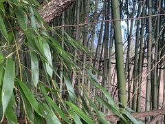 Phyllostachys aureosulcata