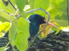 Phoeniculus purpureus angolensis