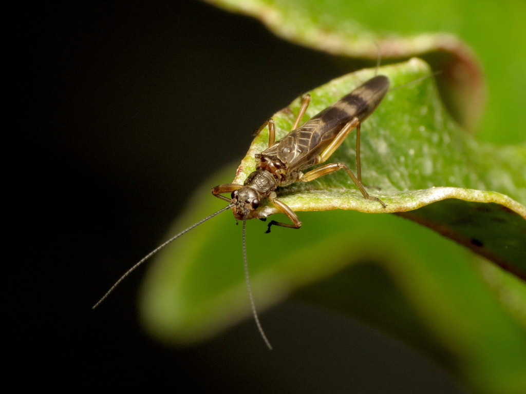 Acroperlini