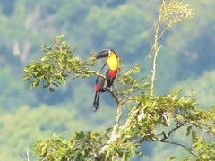 Ramphastos vitellinus
