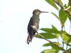 Eupetomena cirrochloris