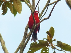 Ramphocelus bresilius