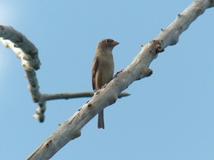 Passer domesticus