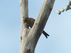 Passer domesticus