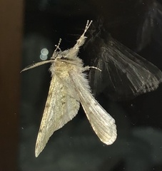Phigalia pilosaria