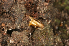 Synanthedon spuleri