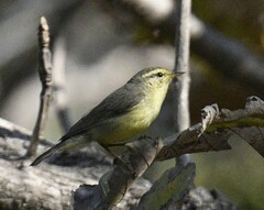 Phylloscopus affinis