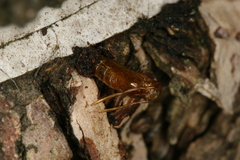 Synanthedon spuleri