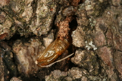 Synanthedon spuleri