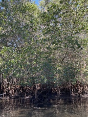 Rhizophora mangle