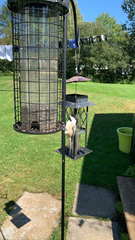 Poecile atricapillus