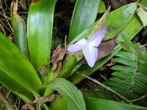 Racinaea hamaleana, photograph 6