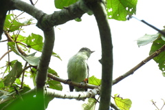 Hippolais icterina
